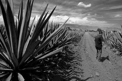 **Fruity and smokey, welcome back Mezcal** Mezcal, Derrumbes, Durango, Mexico, 46%, 70cl
