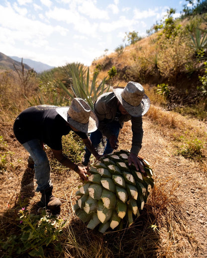 Del Maguey Tobala (Wild Mountain) Mezcal 70cl 45%